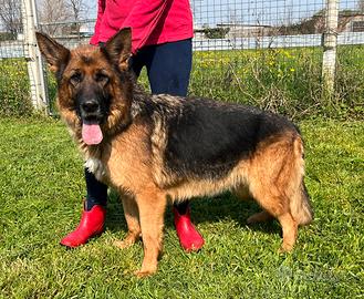 Pastore tedesco femmina