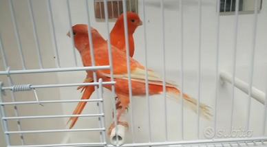 Coppia di canarini rossi ala bianca