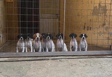 Cuccioli di Pointer inglese