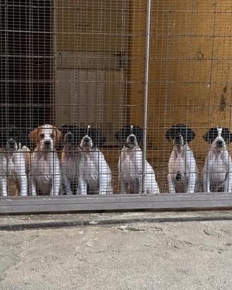 Cuccioli di Pointer inglese