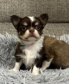 Chihuahua pelo lungo
