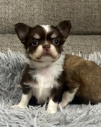 Chihuahua pelo lungo