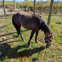 Puledra QUARTER HORSE