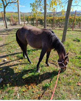 Puledra QUARTER HORSE