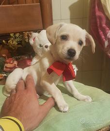 Cucciolo di taglia piccola bianco e nero