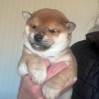 Shiba inu femmina