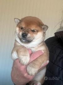 Shiba inu femmina