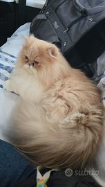 Accoppiamento gatto persiano puro