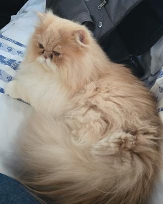 Accoppiamento gatto persiano puro