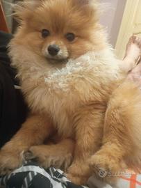 Spitz