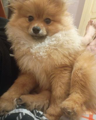 Spitz