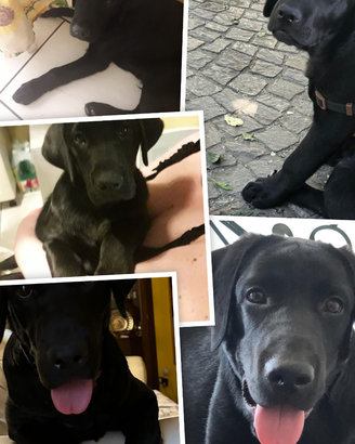 Labrador nero