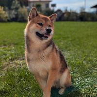 Shiba Inu per monta