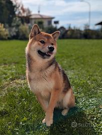 Shiba Inu per monta