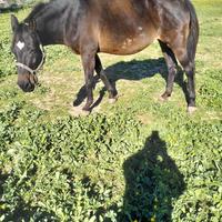 Cavalla Quarter X Maremmana