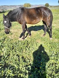 Cavalla Quarter X Maremmana