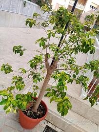 pianta albero di ligustro variegato