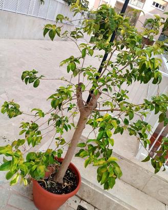 pianta albero di ligustro variegato
