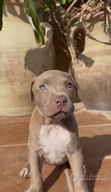 PITBULL OCCHI AZZURRI