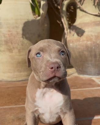 PITBULL OCCHI AZZURRI