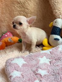 Chihuahua Maschio a pelo corto