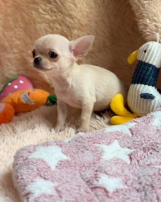Chihuahua Maschio a pelo corto