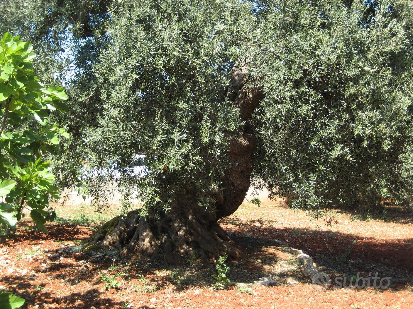trullo e terreno - Vista 3
