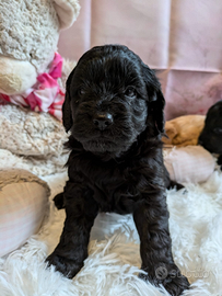 Cuccioli Goldendoodle F1 con genitori testati