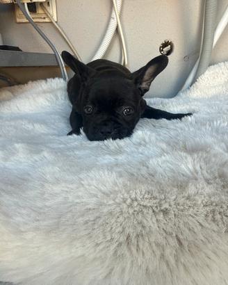Cuccioli bulldog francese