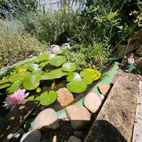 Laghetto + pesci Medaka + piante + pompa omaggio