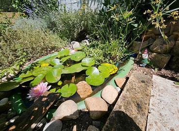 Laghetto + pesci Medaka + piante + pompa omaggio