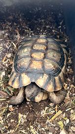 Tartaruga di terra marginata sarda maschio adulto