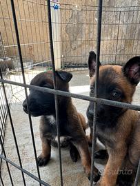 Vendita bastone belga malinois