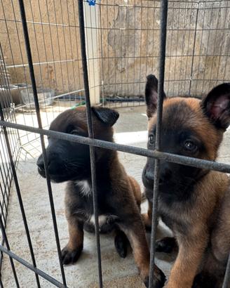 Vendita bastone belga malinois