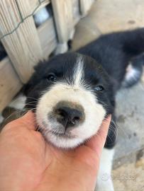 Cuccioli Border collie