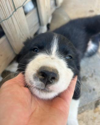 Cuccioli Border collie