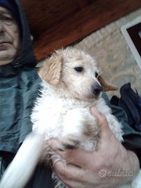 Cucciola Lagotta springer