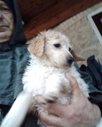 Cucciola Lagotta springer