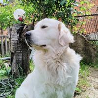 Golden retriever per accoppiamento