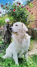 Golden retriever per accoppiamento