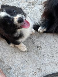 Cucciolo di border collie