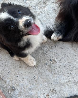 Cucciolo di border collie