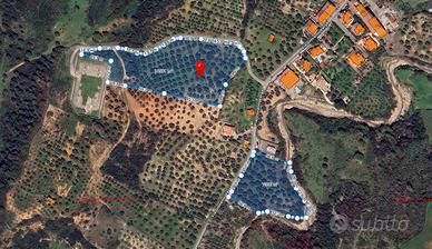  terreno agricolo(uliveto)