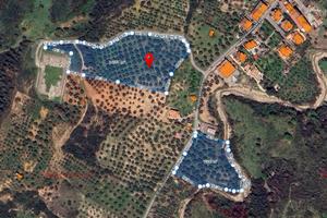  terreno agricolo(uliveto)