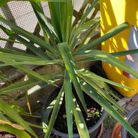 Tronchetto della felicità