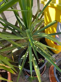 Tronchetto della felicità