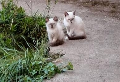 Gattini di vari colori