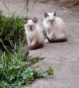 Gattini di vari colori