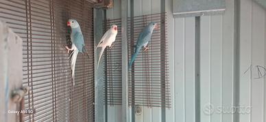parrocchetti dal collare 