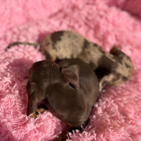Bassottina Choco tan